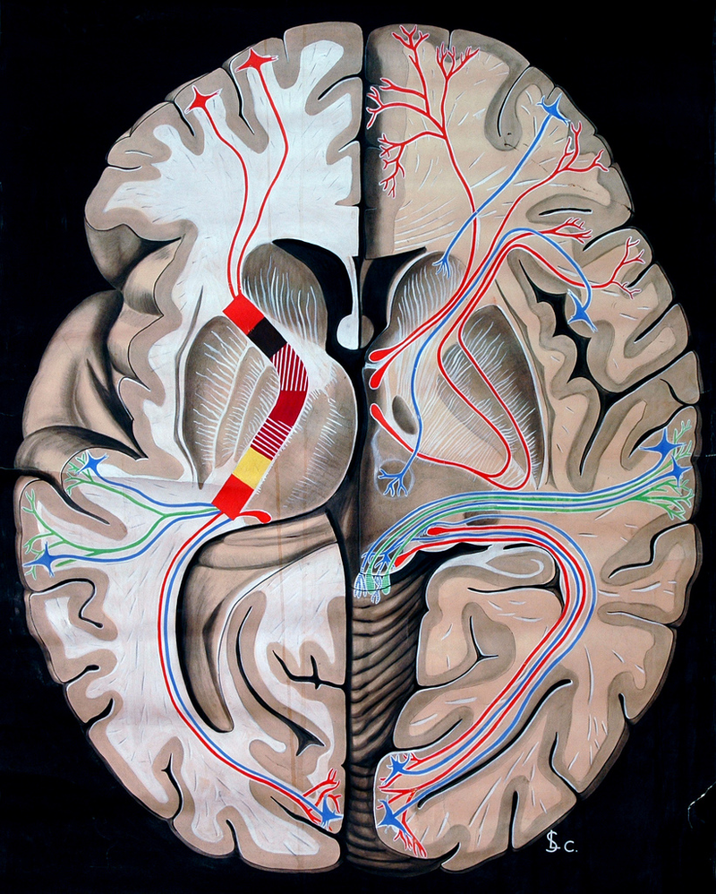 Illustration for article titled Who knew an illustration of an abdominal cavity could be so beautiful?